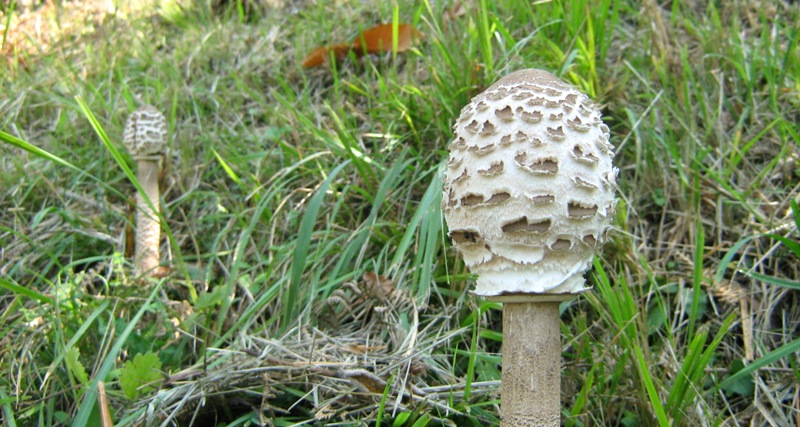 Il bosco inizia il risveglio: il castagneto